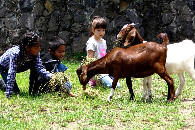 Actividades con animales de granja