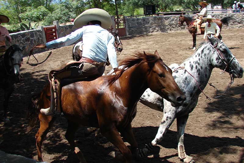 Ecuestre