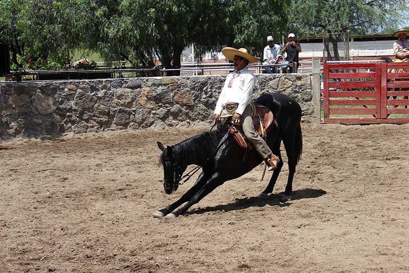 Ecuestre
